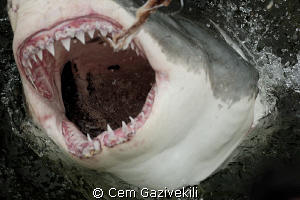 Great White shark by Cem Gazivekili 